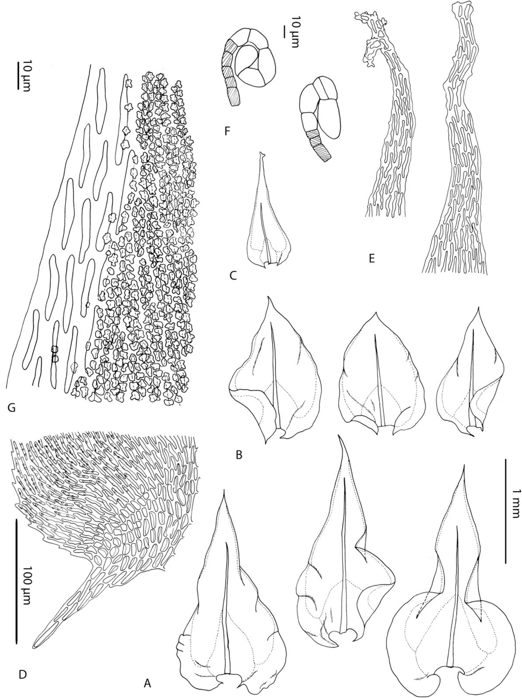 Systematic Revision of Papillaria (Meteoriaceae, Bryophyta)