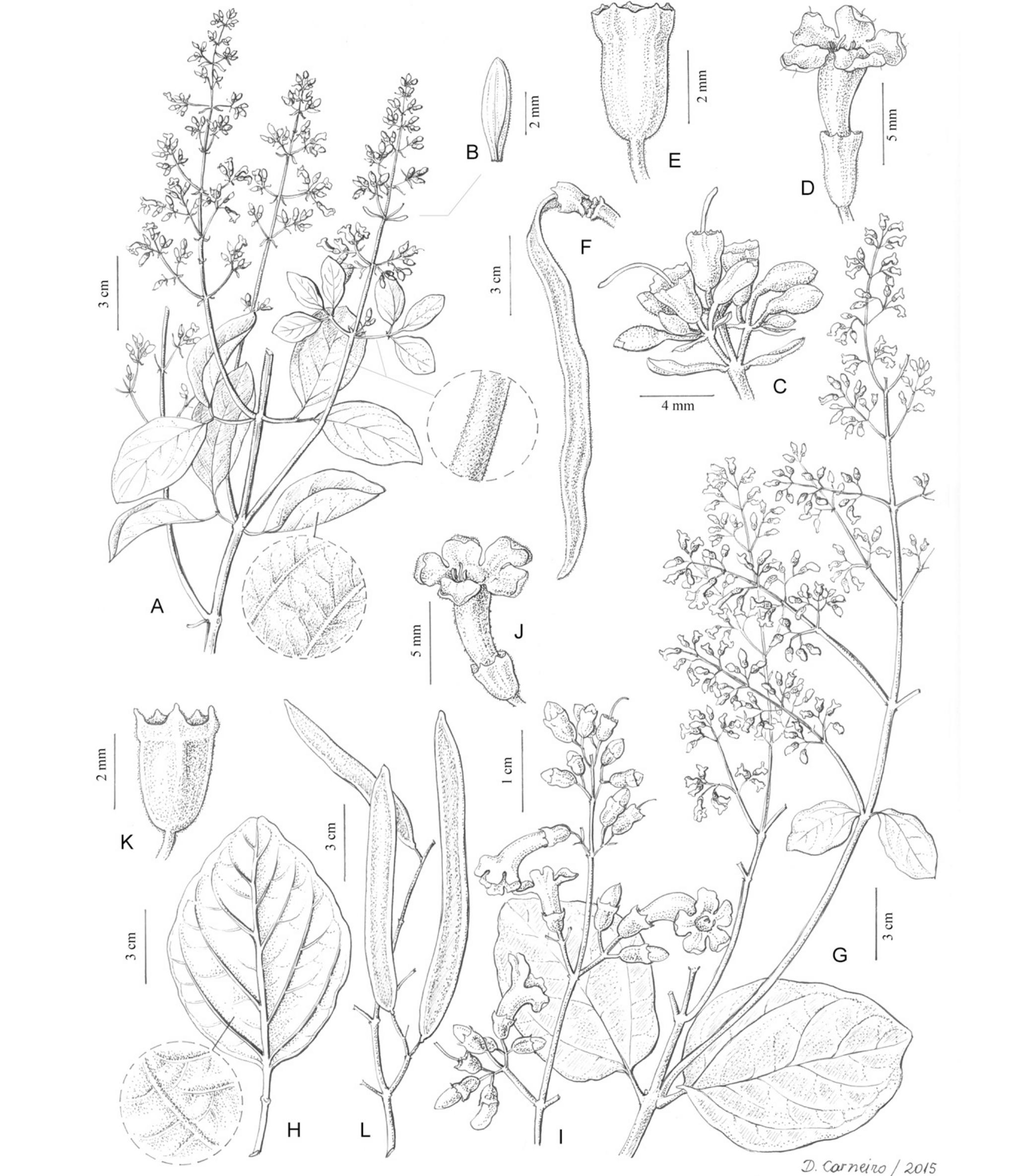 Taxonomic Revision Of Xylophragma Bignonieae Bignoniaceae