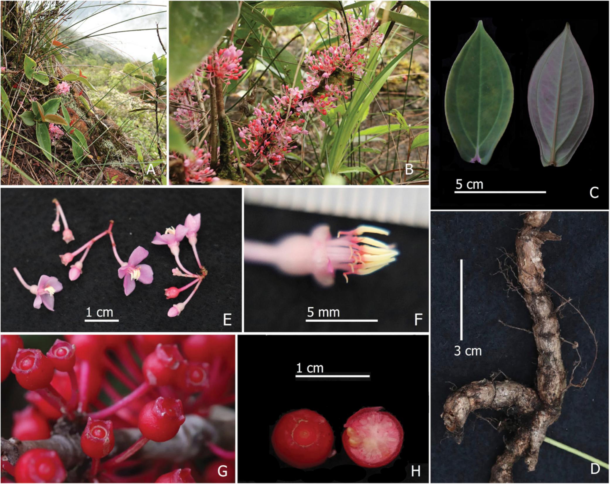 Notes On The Medinilla Melastomataceae Of Palawan Philippines Including Two New Species M Simplicymosa And M Ultramaficola