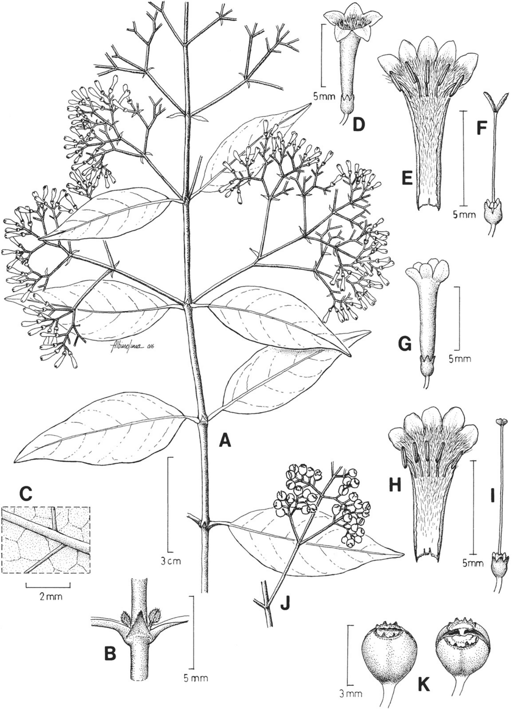 Taxonomic Treatment