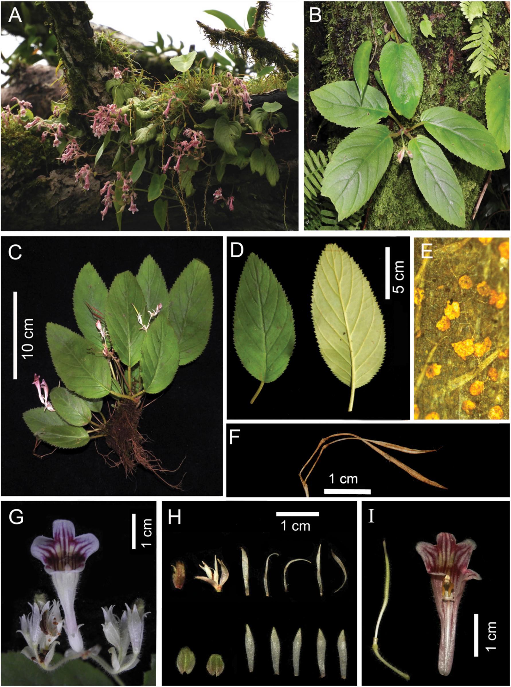 Didymocarpus vickifunkiae (Gesneriaceae), a New Species from the Indo ...