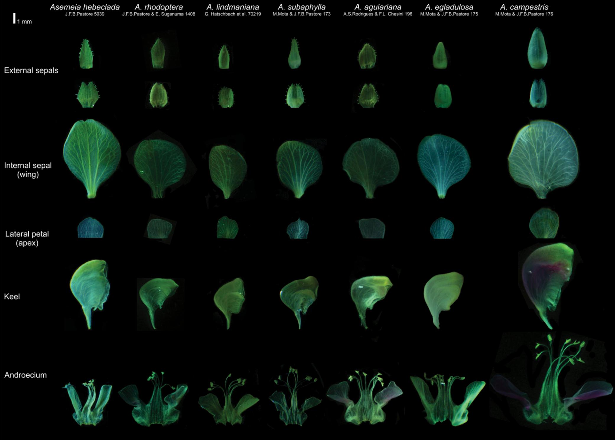 Four New Species Of Asemeia Polygalaceae From Goias State Brazil