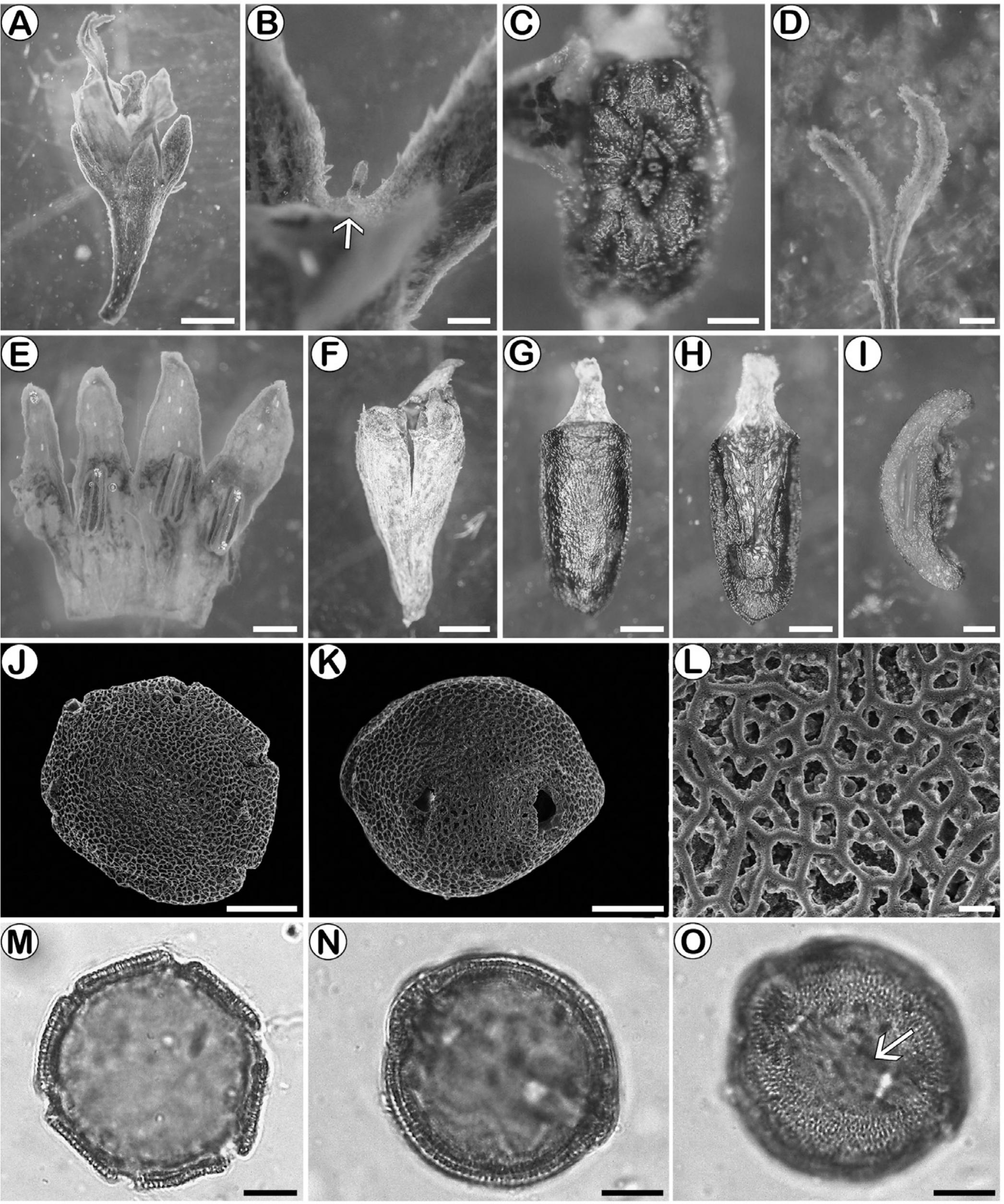 Galianthe holmneielsenii (Spermacoceae-Rubiaceae): A New Rheophilous ...