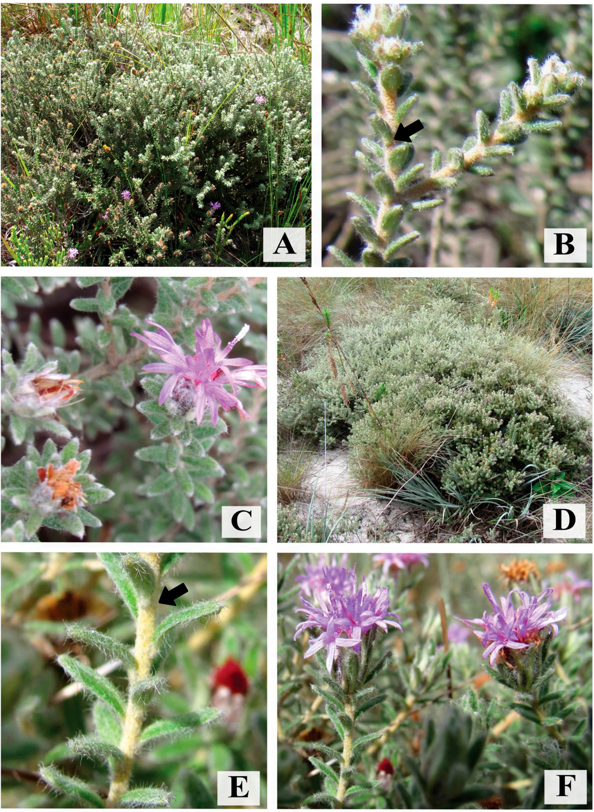 Three New Species of Piptolepis (Vernonieae, Asteraceae) from the ...