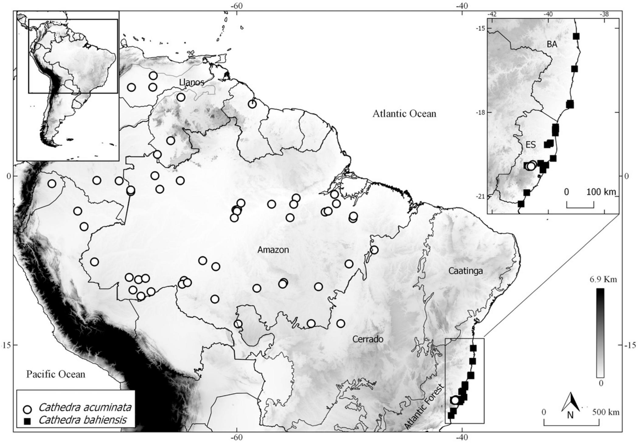 Cathedra (Olacaceae s. l.): A New Species and Morphological ...