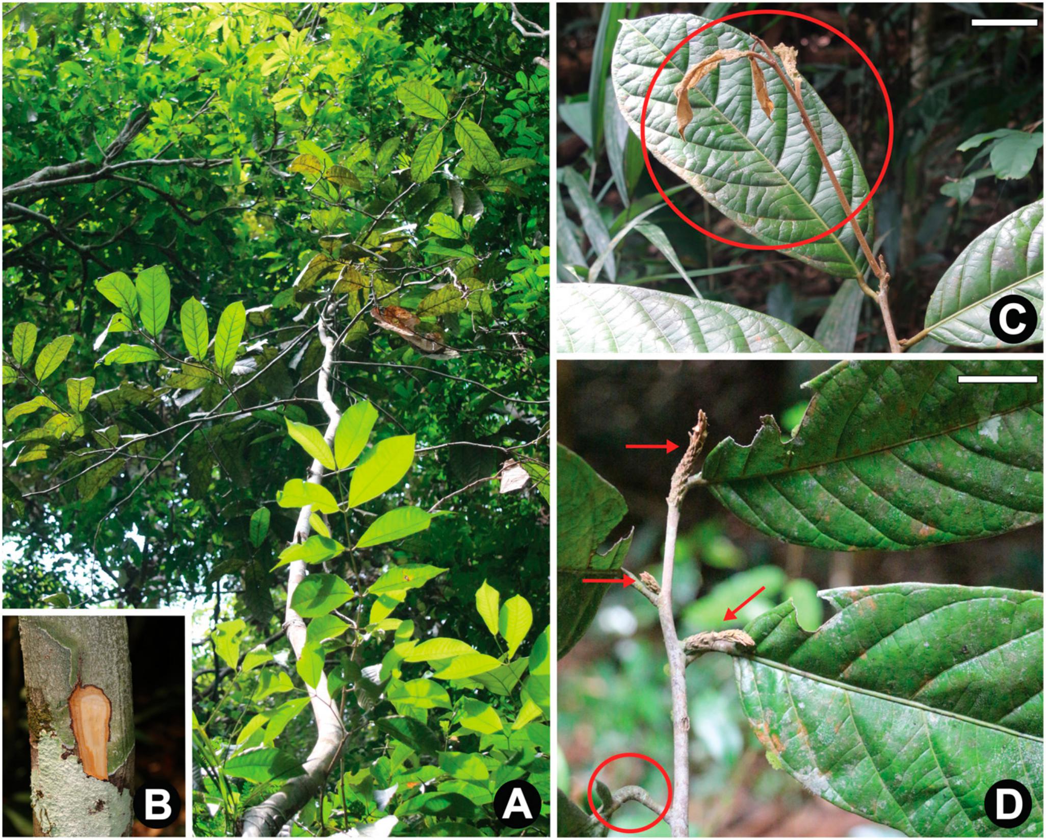 Three New Species of Neocalyptrocalyx (Capparaceae) for South America