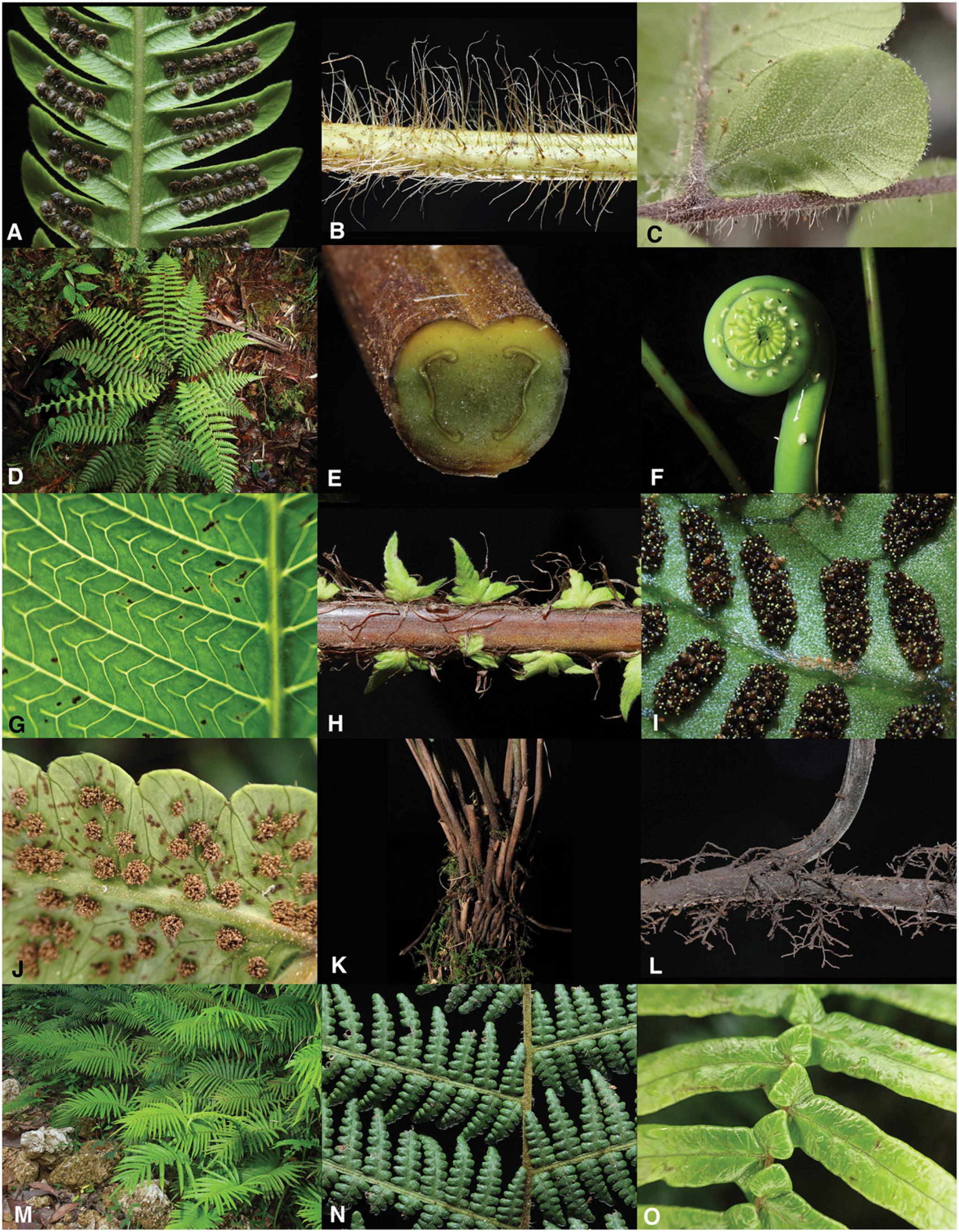 A Global Phylogenomic Study of the Thelypteridaceae