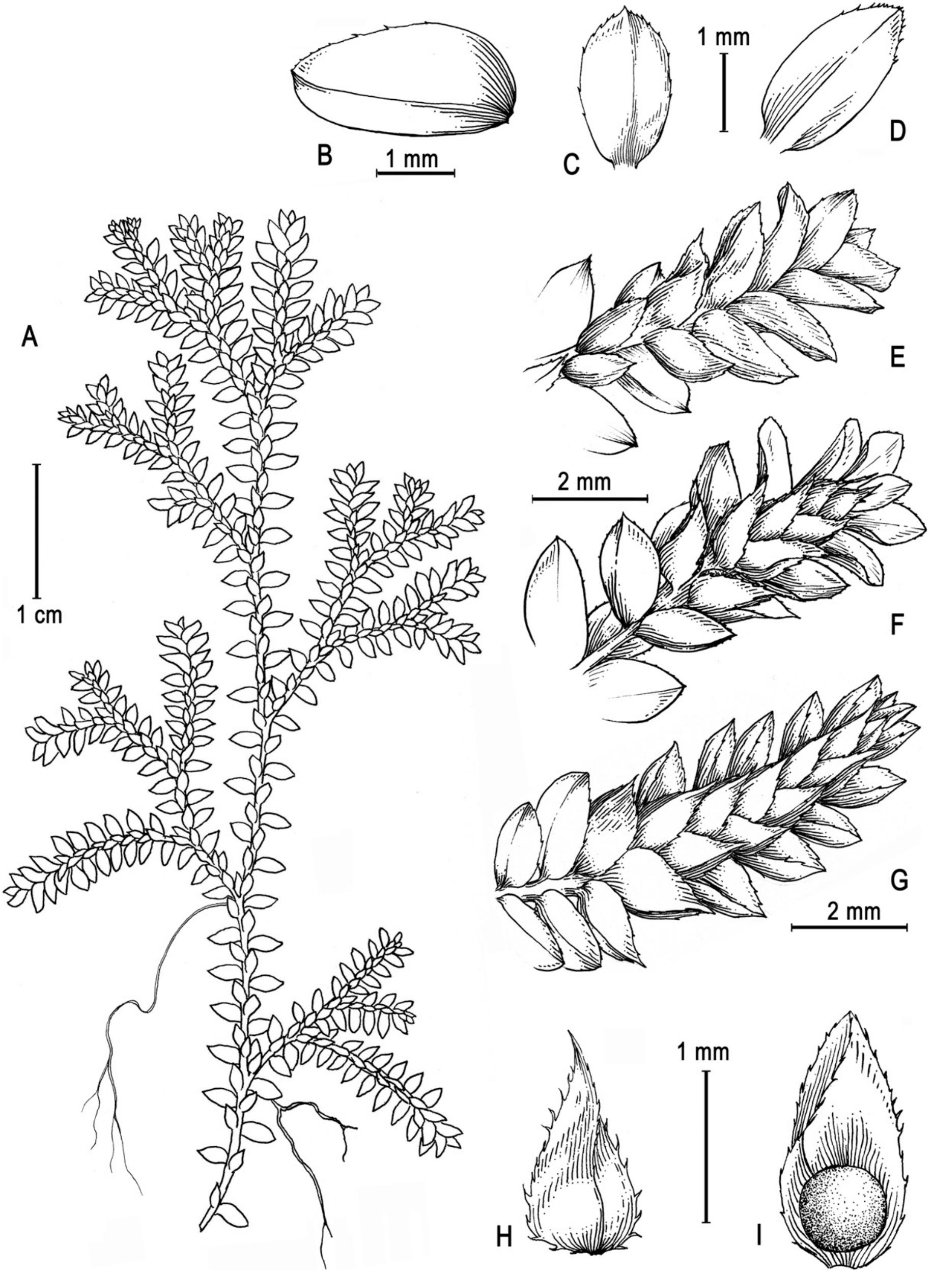 Two New Species of the Lycophyte Genus Selaginella 