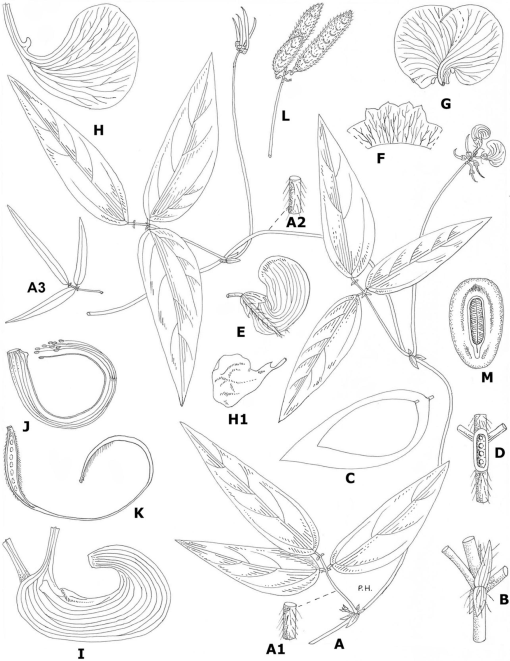 Notes about Phaseolus pallar Molina  (Leguminosae-Papilionoideae-Phaseoleae): alas but at best a synonym! - CGIAR