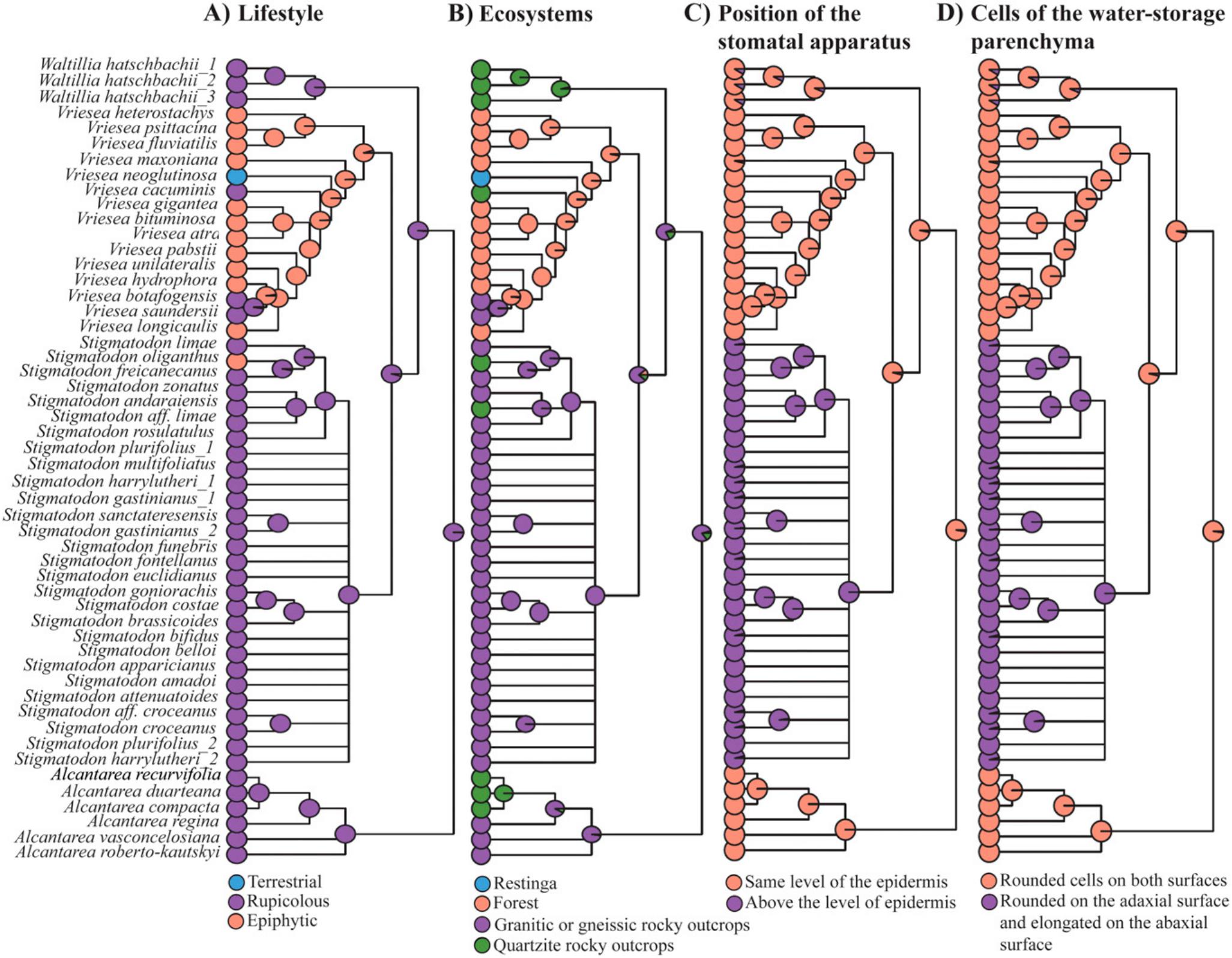 Molecular Phylogenetics and Trait Evolution in Stigmatodon (Bromeliaceae,  Tillandsioideae), an Endemic Genus to Brazilian Rocky Outcrops