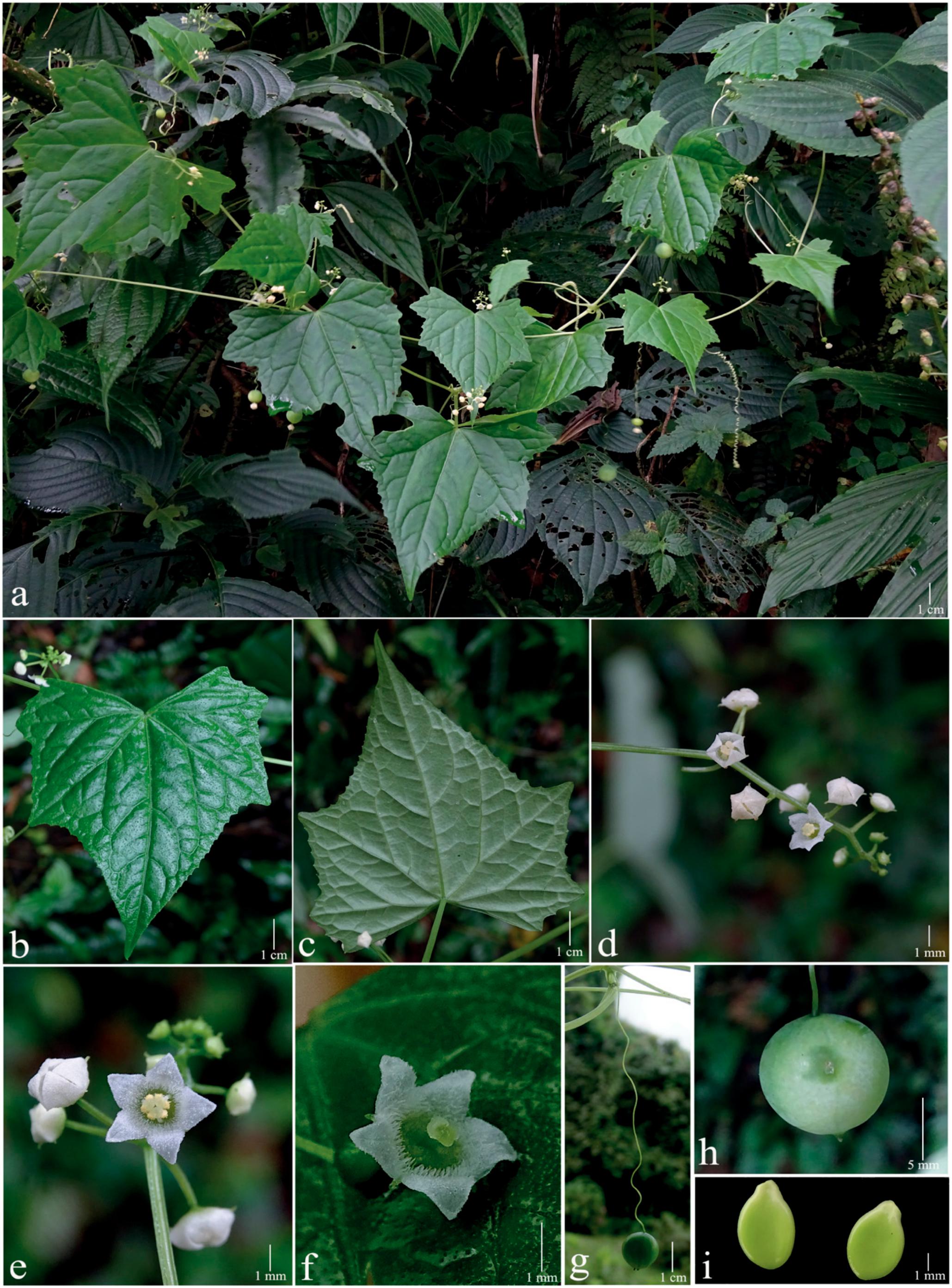 cucurbitaceae tendril