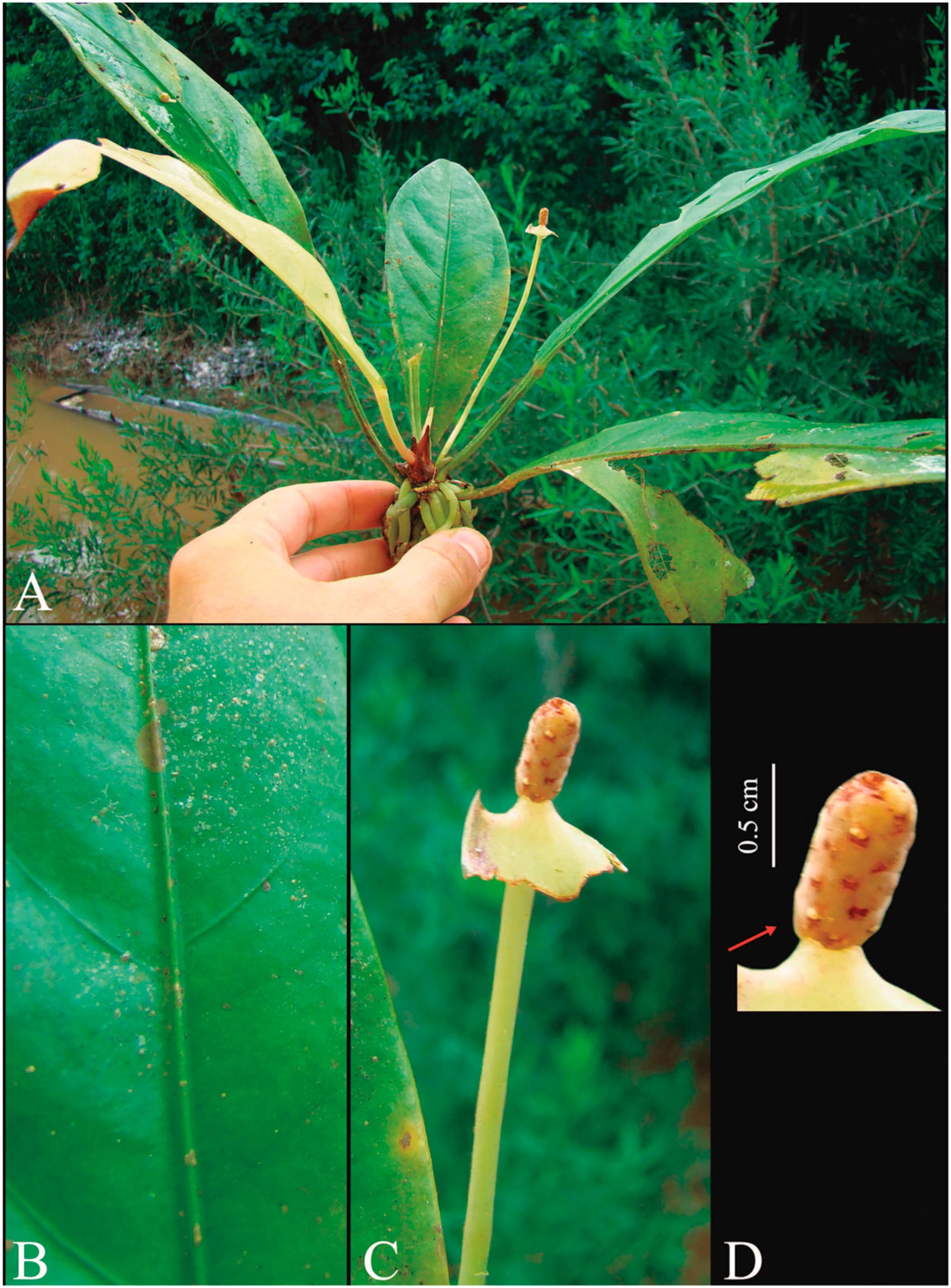 A New Species of Anthurium (Araceae) from the Amazon Domain