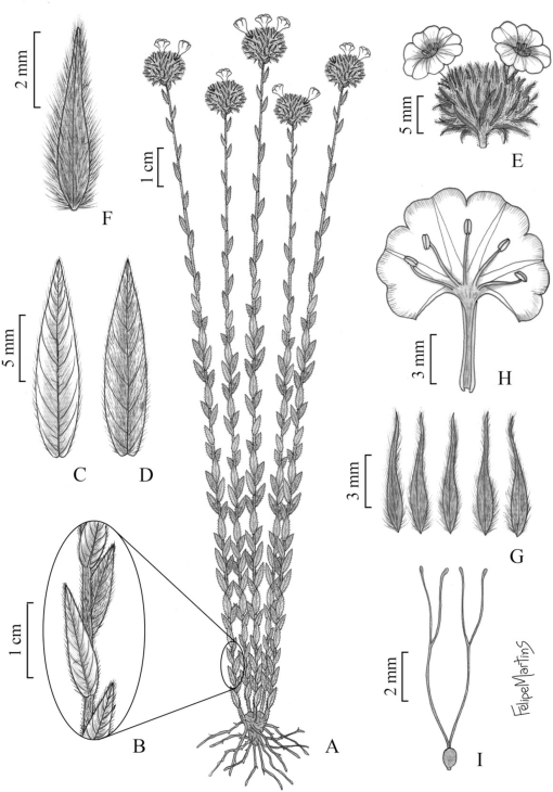 A New Species of Evolvulus (Convolvulaceae): A Rare and Threatened ...