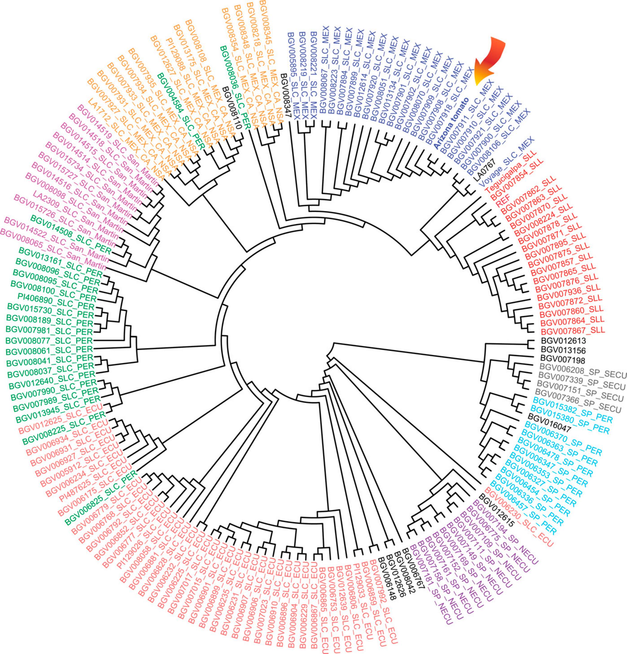 Genomic Characterization of a Wild-Like Tomato Accession from Arizona