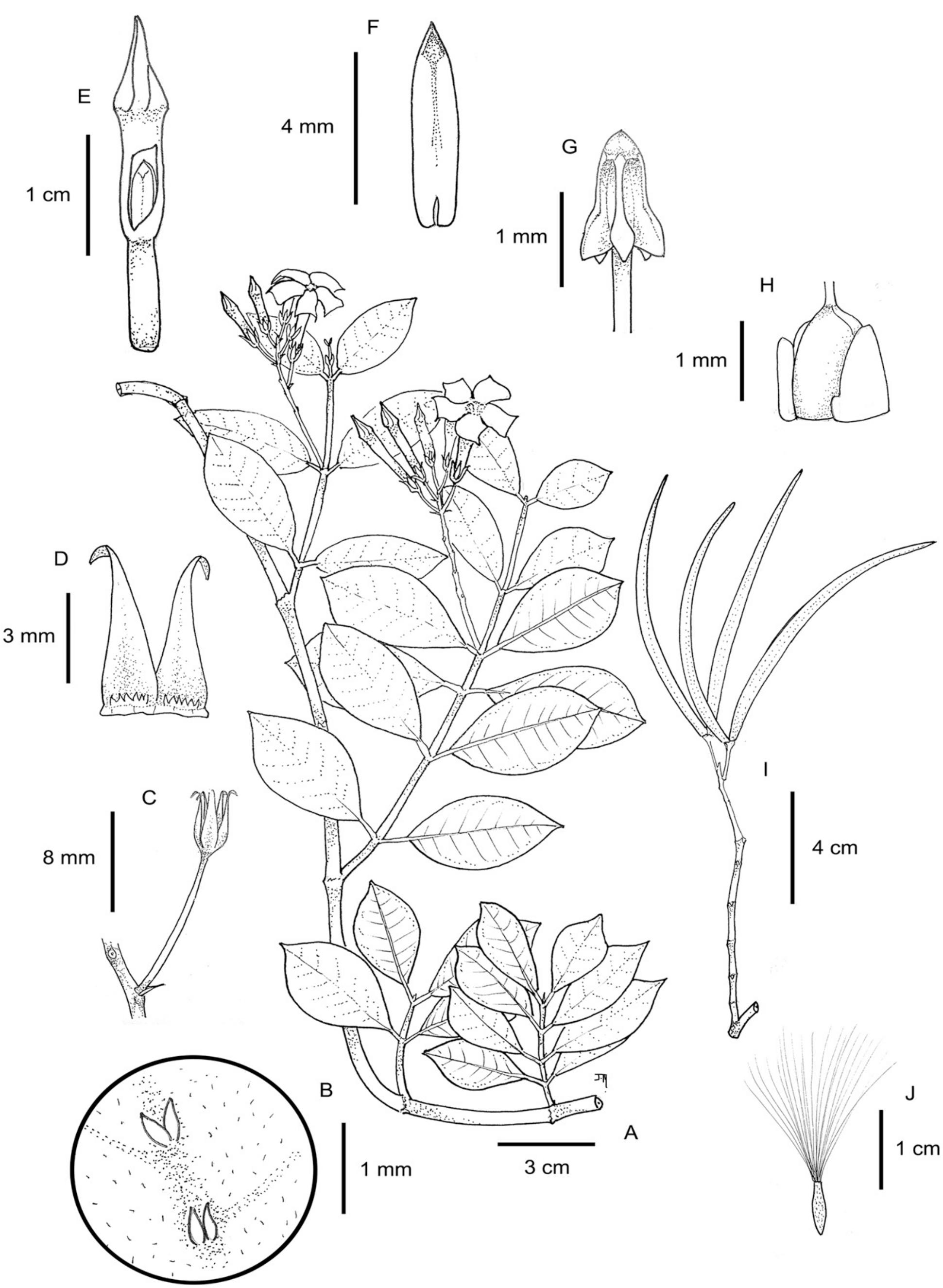 Inselbergs Again: Four New Species of Mandevilla (Apocynaceae) from Brazil