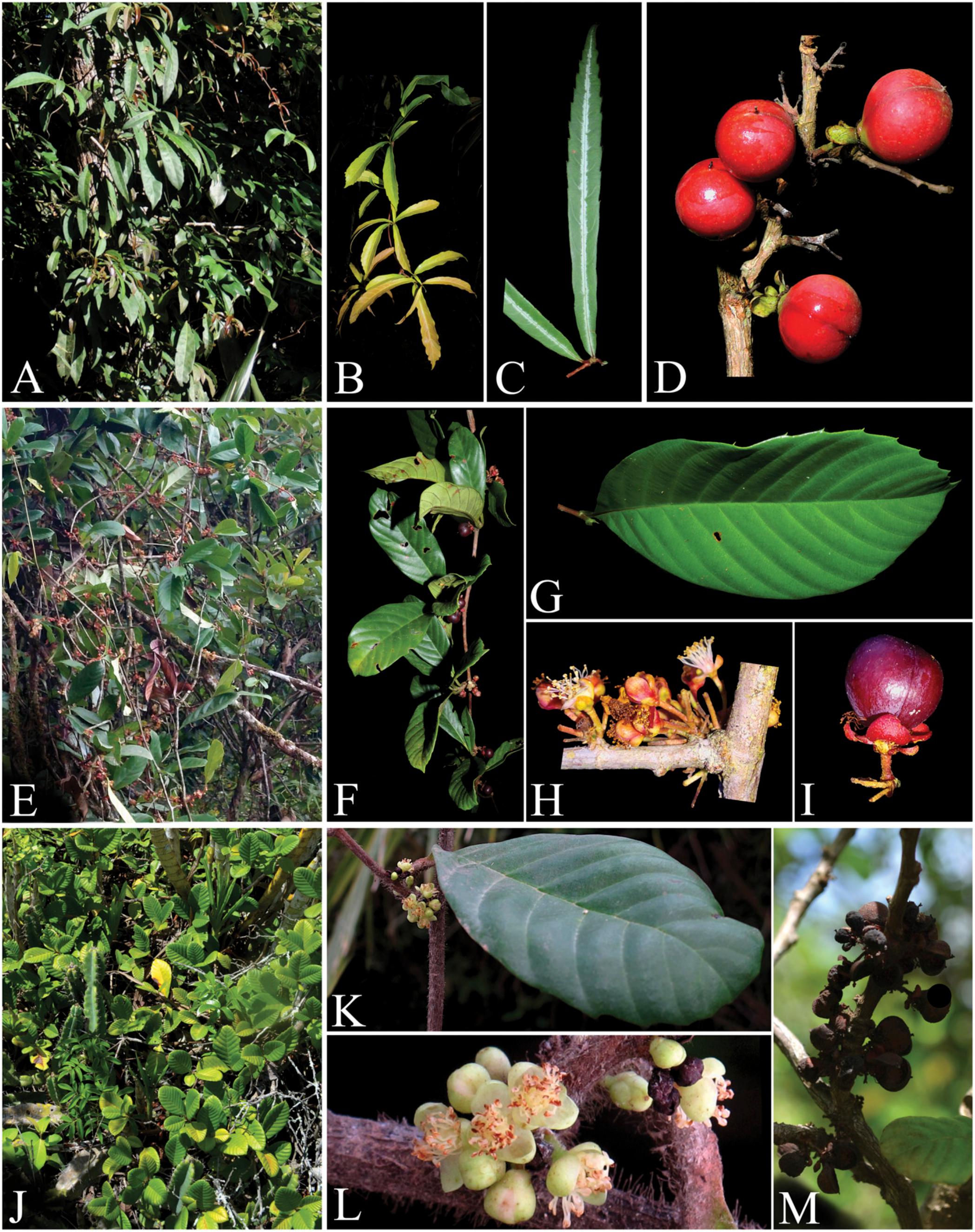 Two New Species of Doliocarpus (Dilleniaceae) from Eastern Brazil, with ...