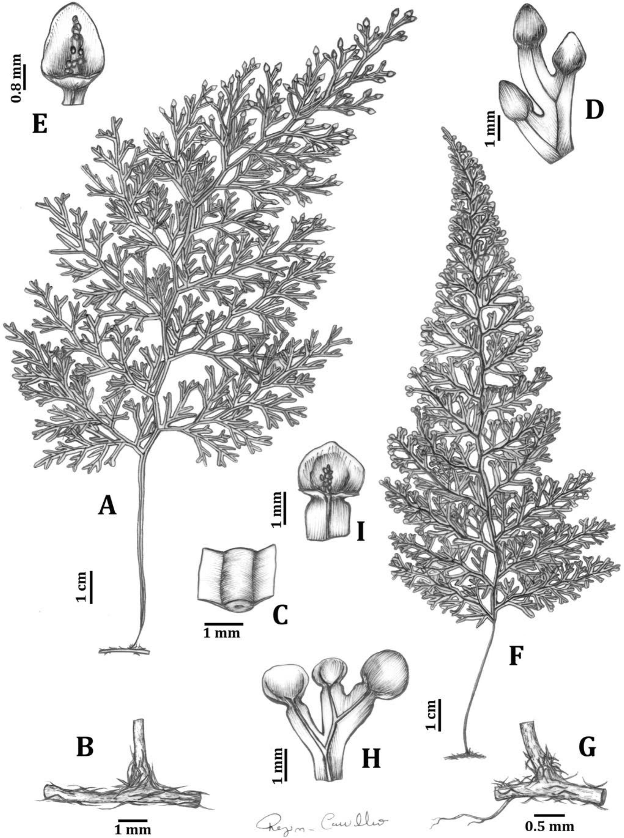 Systematics and Taxonomy of the Hymenophyllum polyanthos Complex in the ...