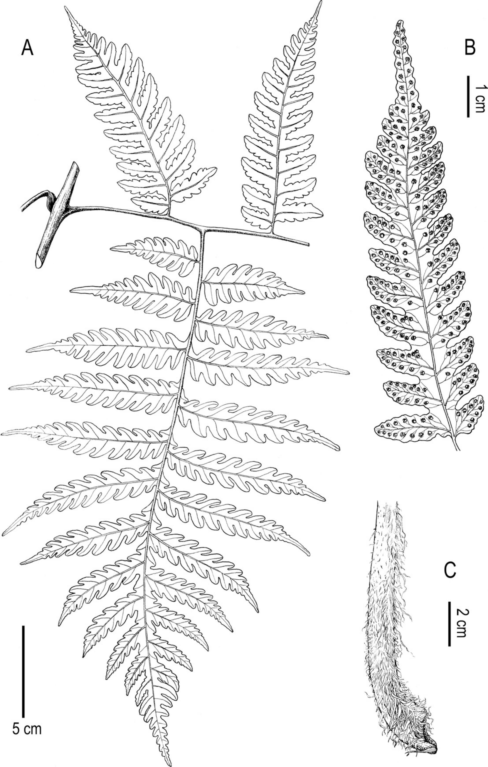 Resurrection Of Tectaria Cadieri From T. Ingens (tectariaceae) Based On 