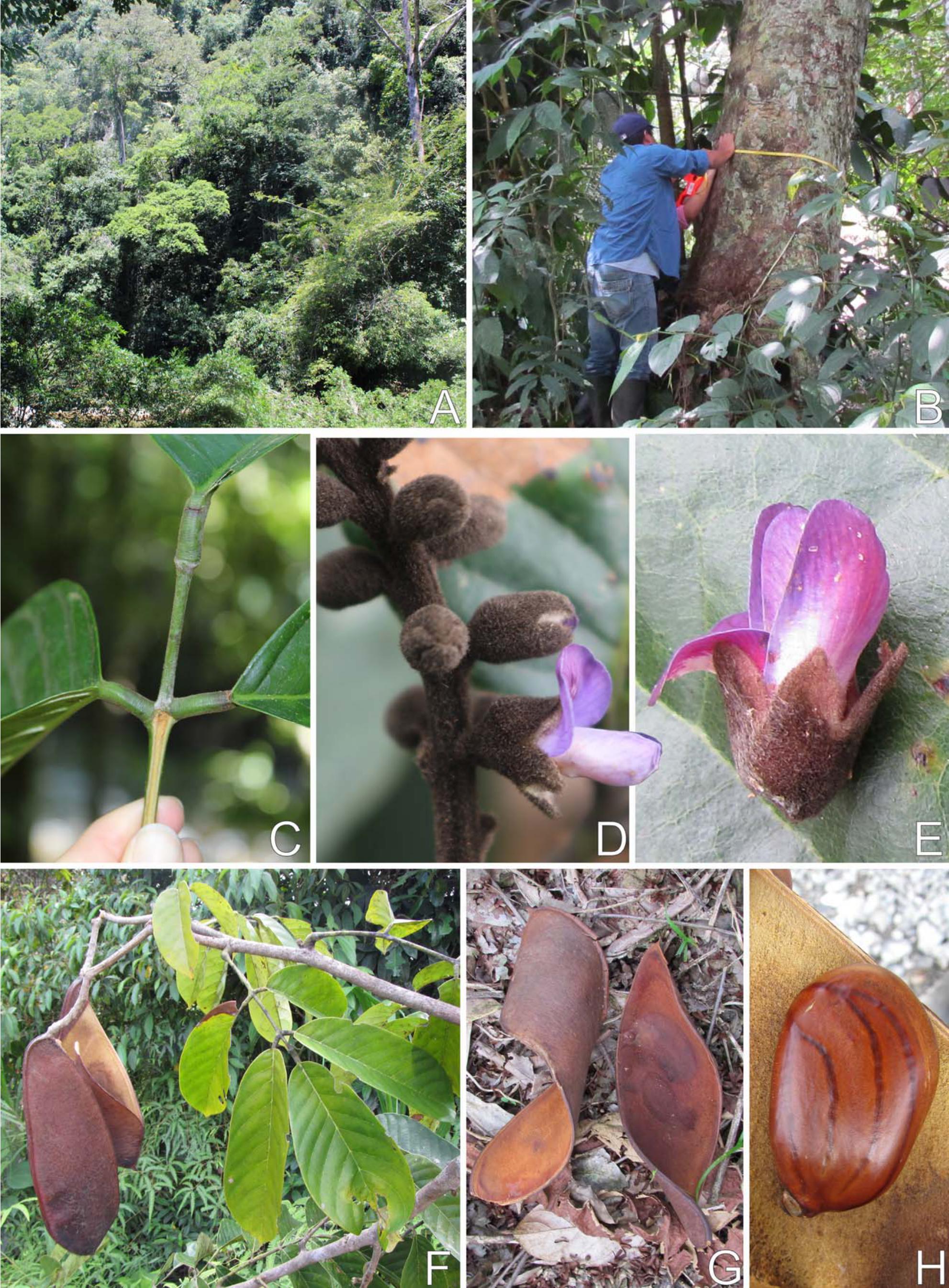 Taxonomic Revision of the Amazonian Papilionoid Legume Genus Cabari