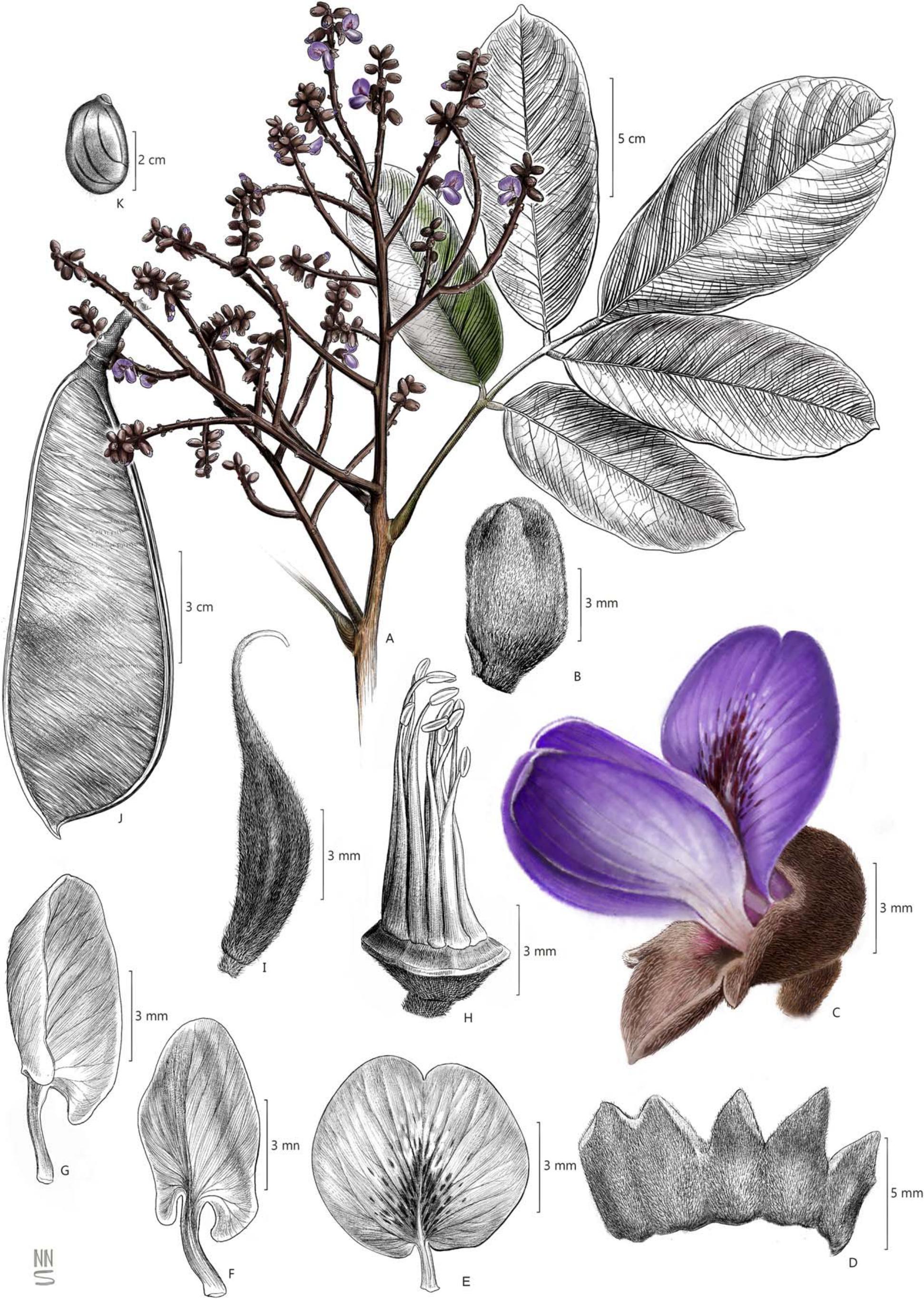 Taxonomic Revision of the Amazonian Papilionoid Legume Genus Cabari