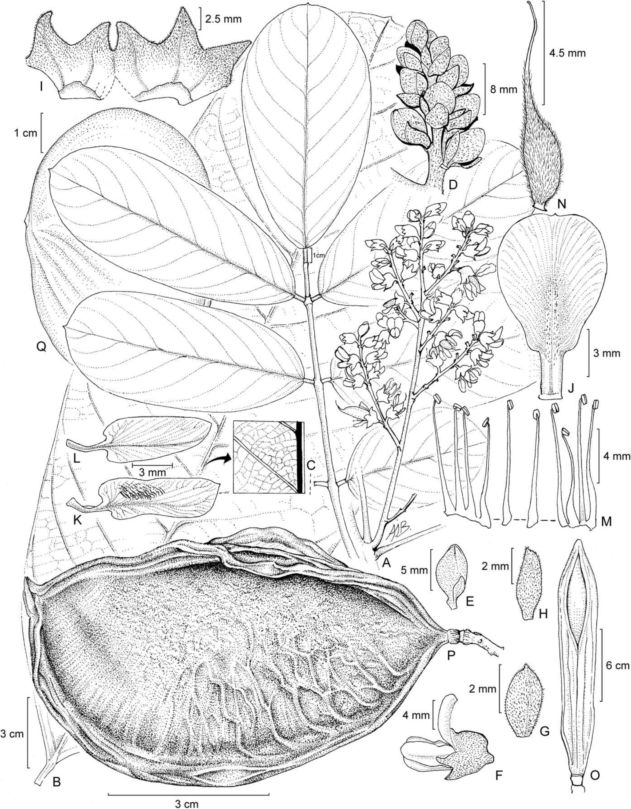 Taxonomic Revision of the Amazonian Papilionoid Legume Genus Cabari