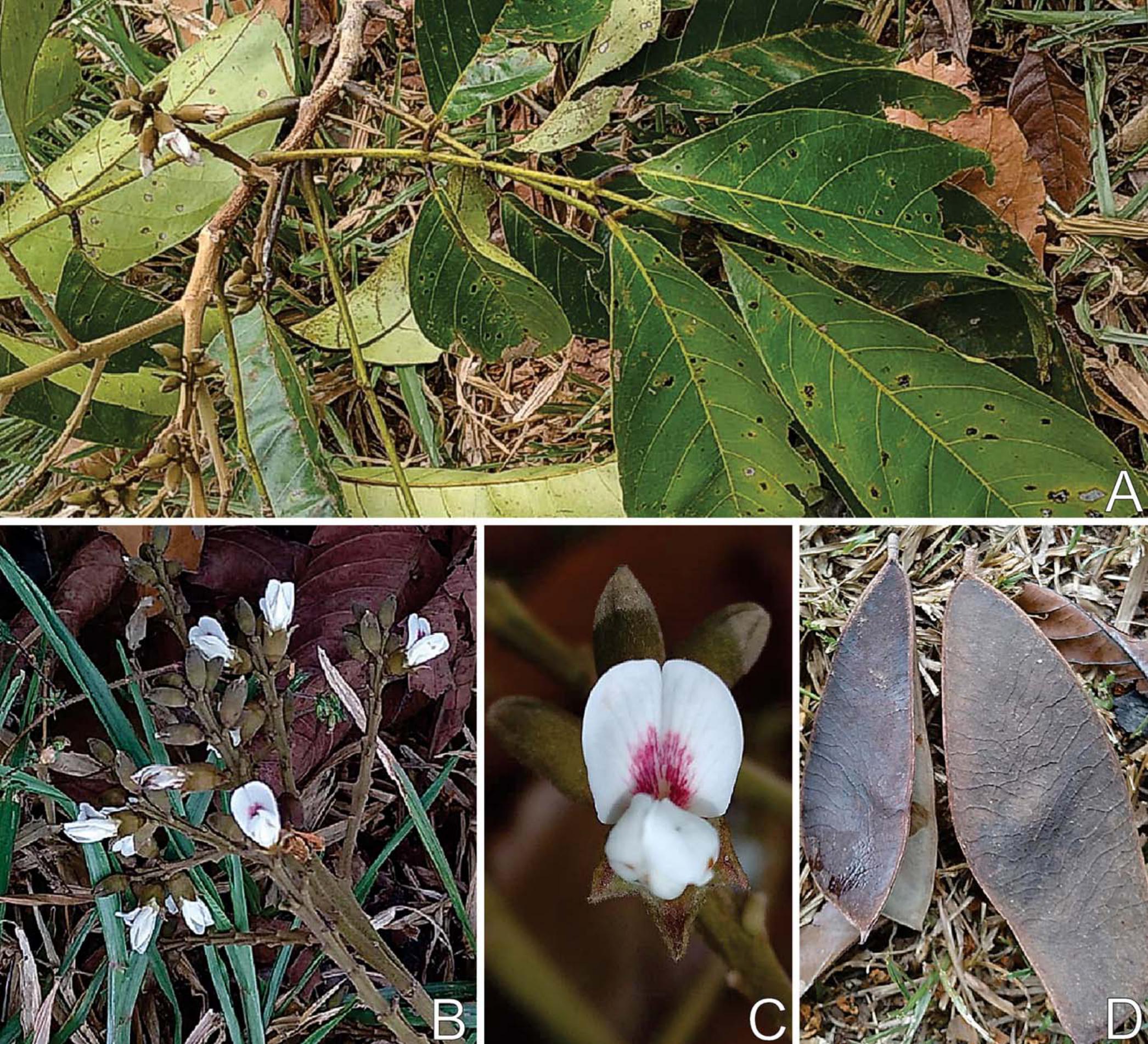 Taxonomic Revision of the Amazonian Papilionoid Legume Genus Cabari