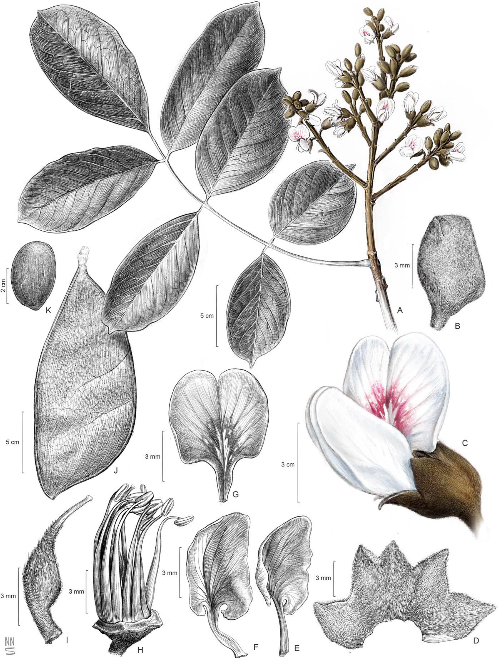 Taxonomic Revision of the Amazonian Papilionoid Legume Genus Cabari