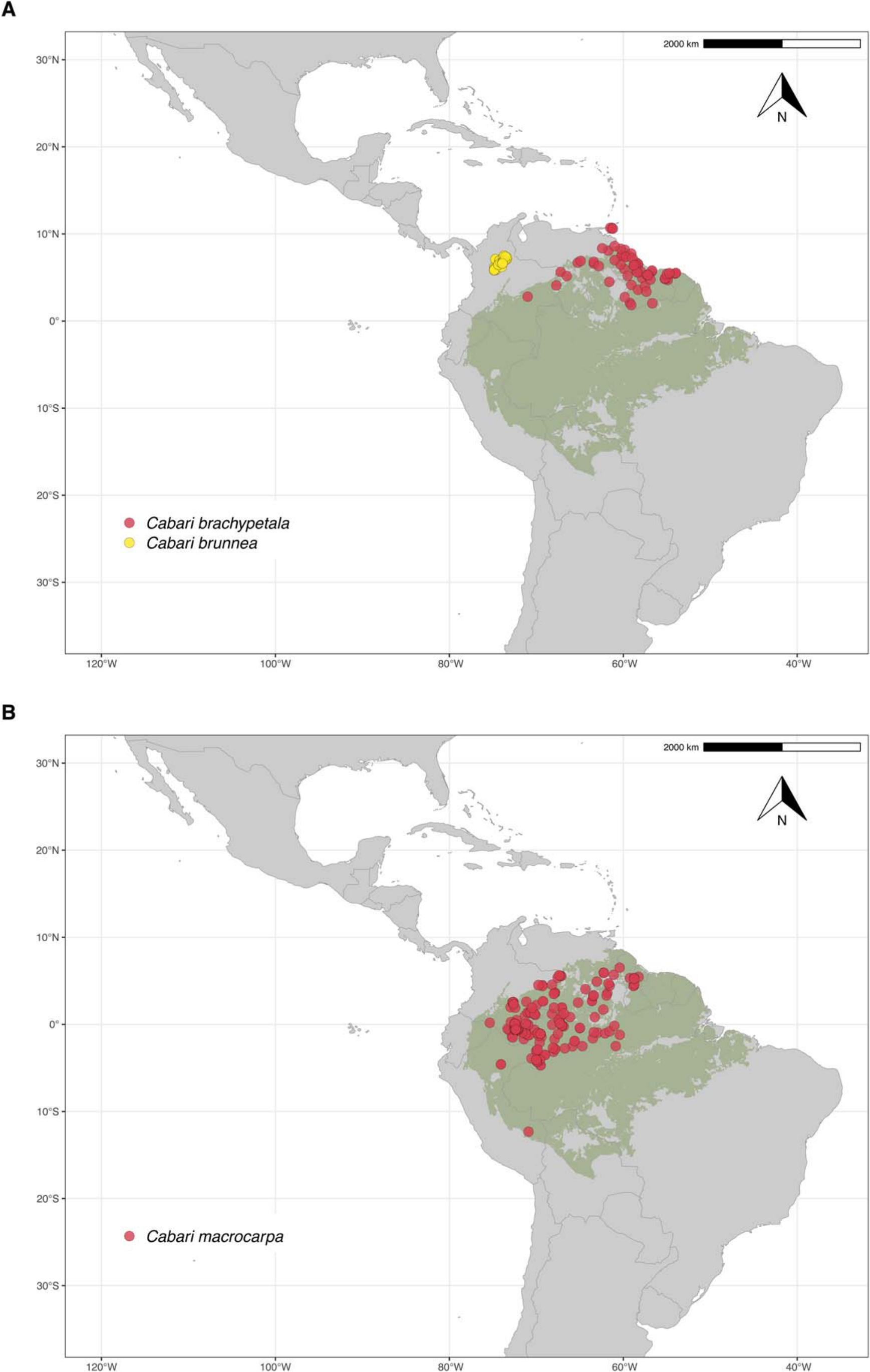 Taxonomic Revision of the Amazonian Papilionoid Legume Genus Cabari