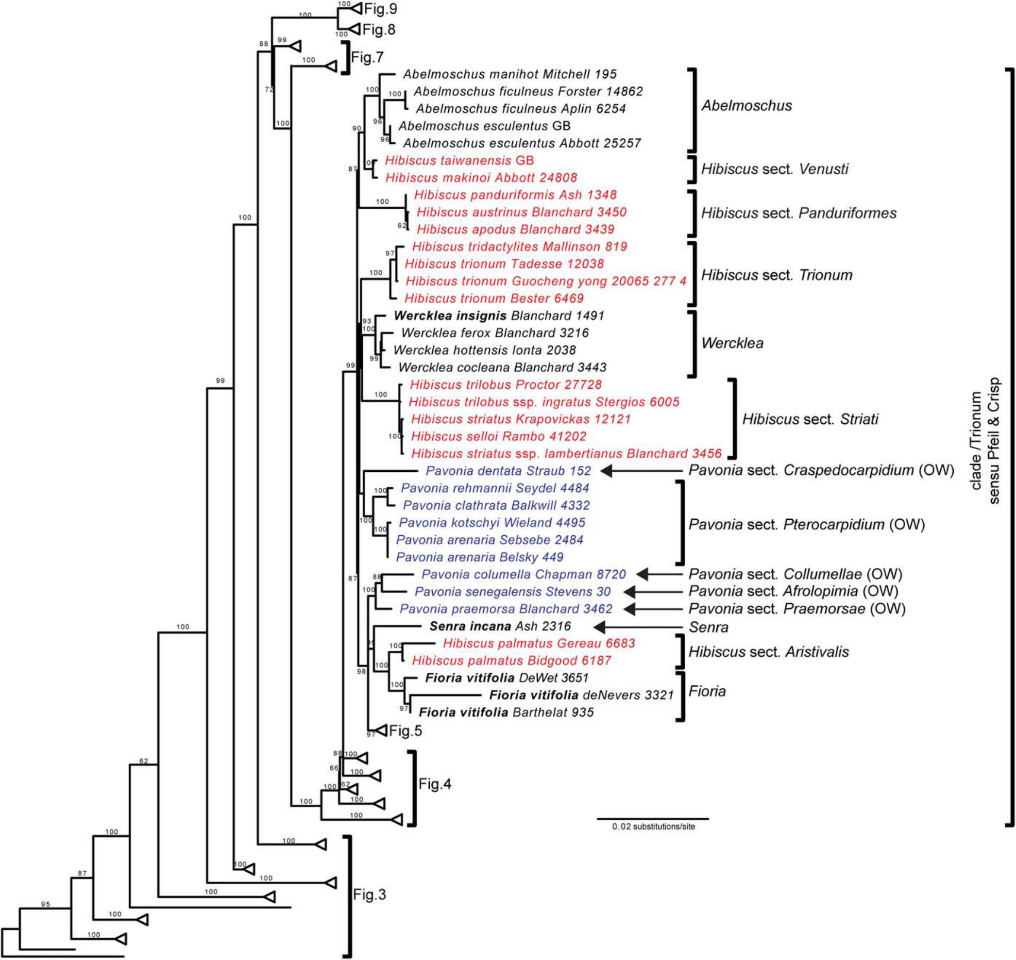 Phylogenetic Relationships Within Tribe Hibisceae (Malvaceae) Reveal  Complex Patterns of Polyphyly in Hibiscus and Pavonia