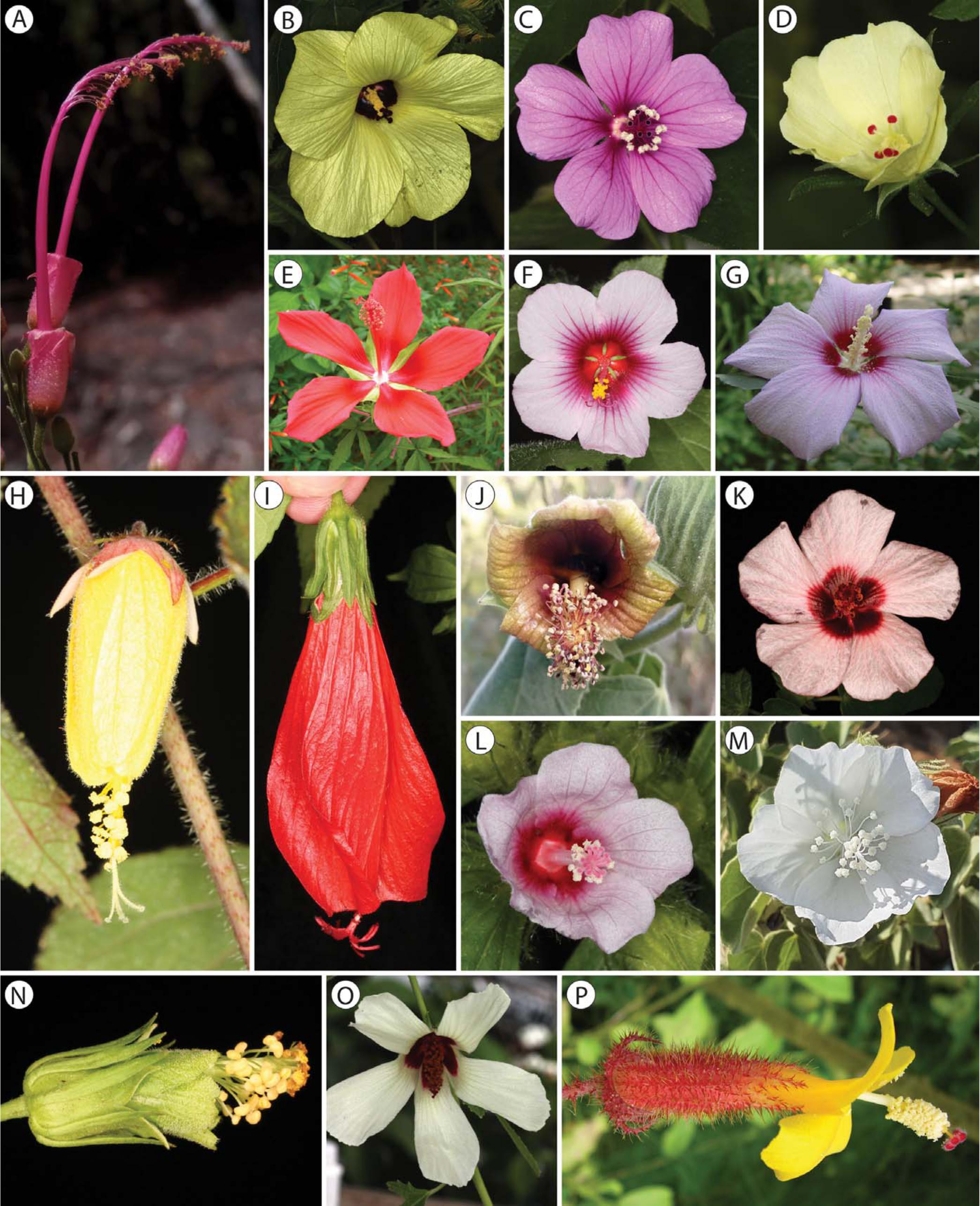 Phylogenetic Relationships Within Tribe Hibisceae (Malvaceae) Reveal  Complex Patterns of Polyphyly in Hibiscus and Pavonia