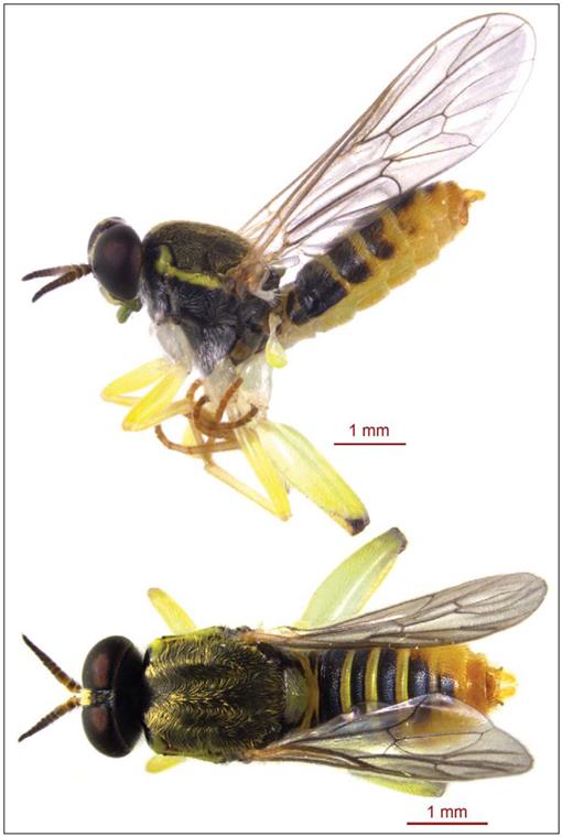 A Cultural And Entomological Review Of The Osage Orange Maclura