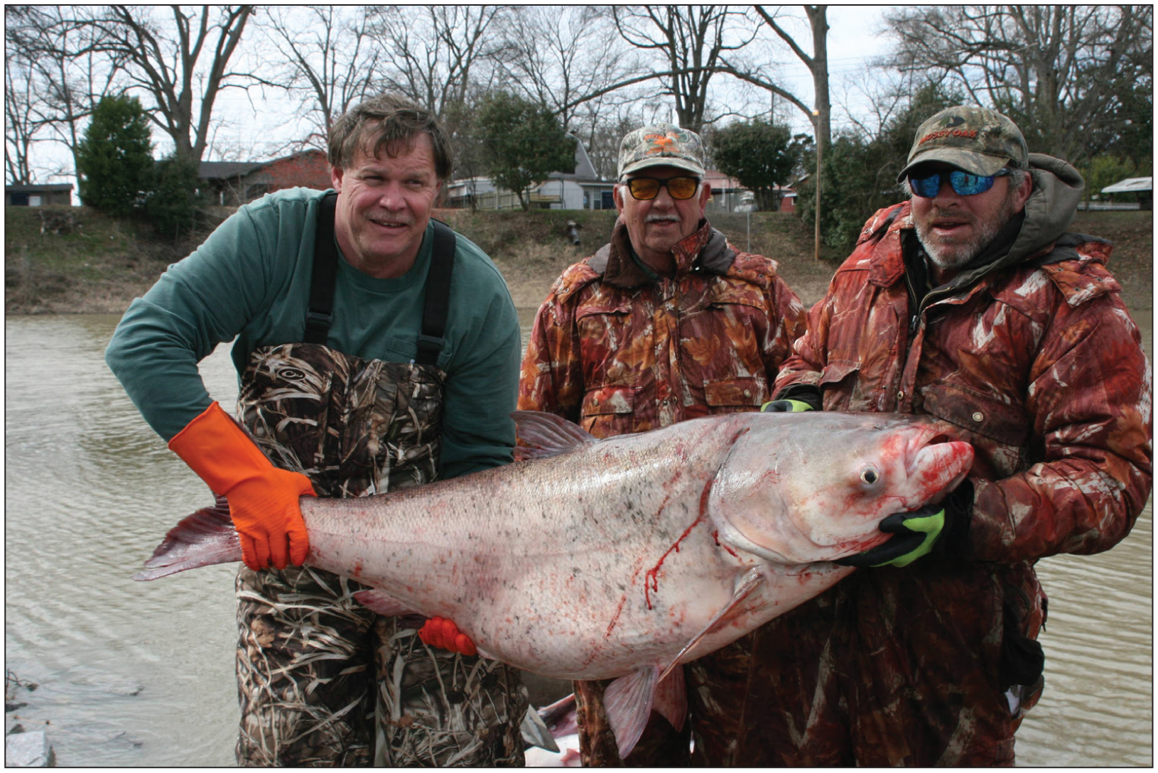 Age and Reproductive Condition of an Unusually Large Bighead Carp from ...