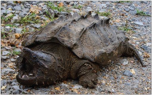 The First Record of an Alligator Snapping Turtle (Macrochelys ...