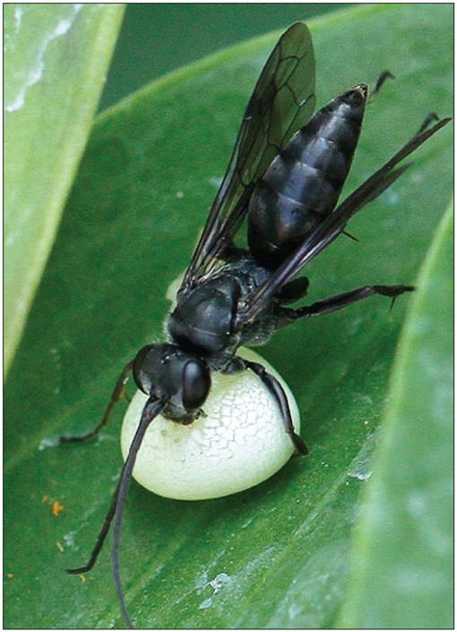 Hosts, Nesting Behavior, and Ecology of Some North American Spider