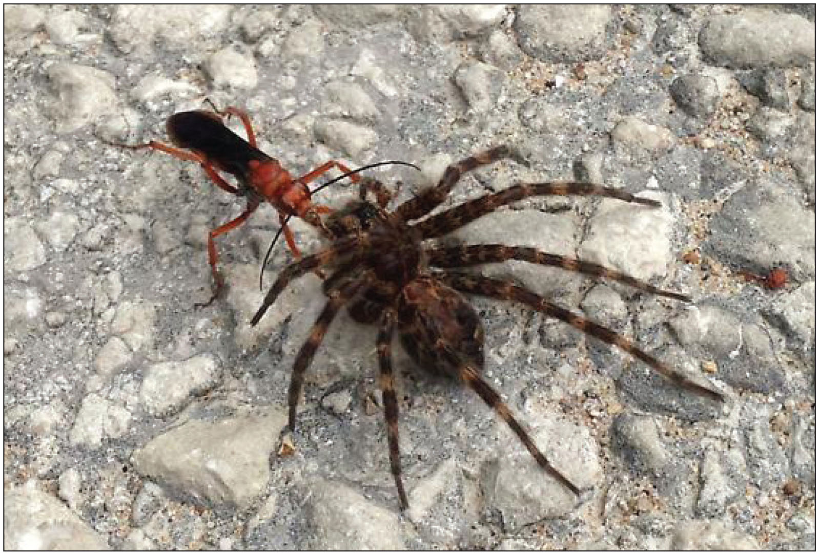 Rabid Wolf Spider  Missouri Department of Conservation