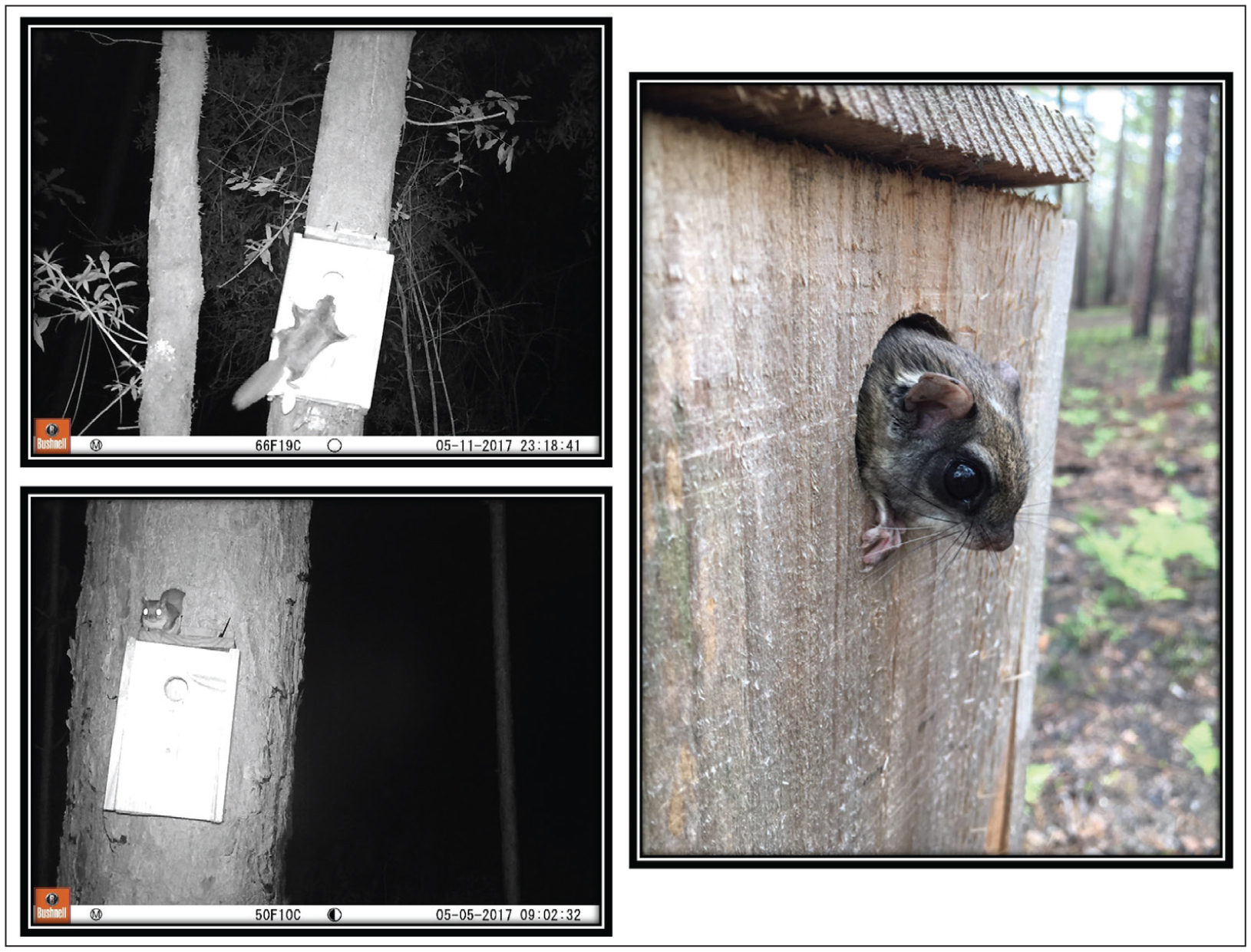 Flying squirrel trap in un-thinned habitat in the Lower Starling