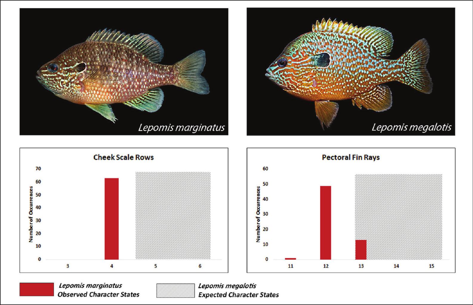 Ghost Sightings Made By Ichthyologists Past Longear Sunfish Lepomis Megalotis In North Carolina