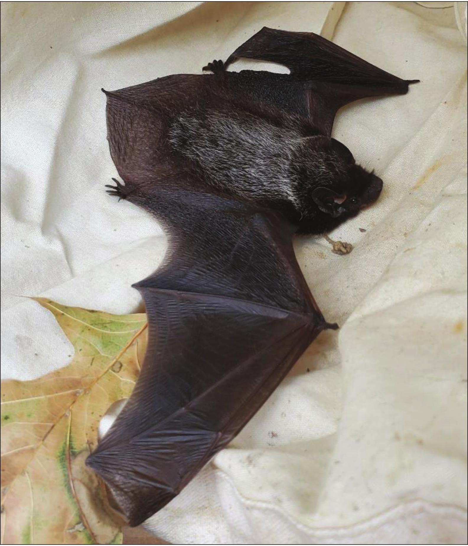 Migrating Silver-Haired Bat (Lasionycteris noctivagans) in Mississippi