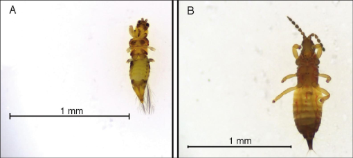 Thrips & Nematodes… Oh My!