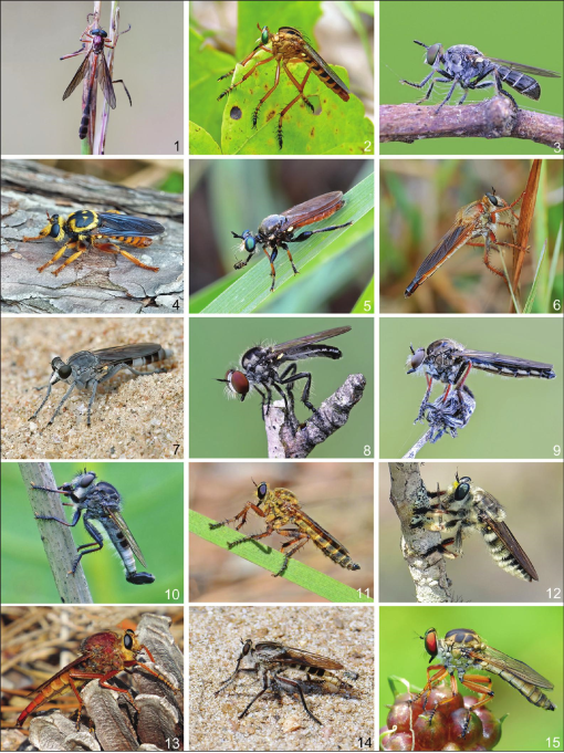 Robber flies are fierce predators and resourceful lovers, Colorado Arts  and Sciences Magazine