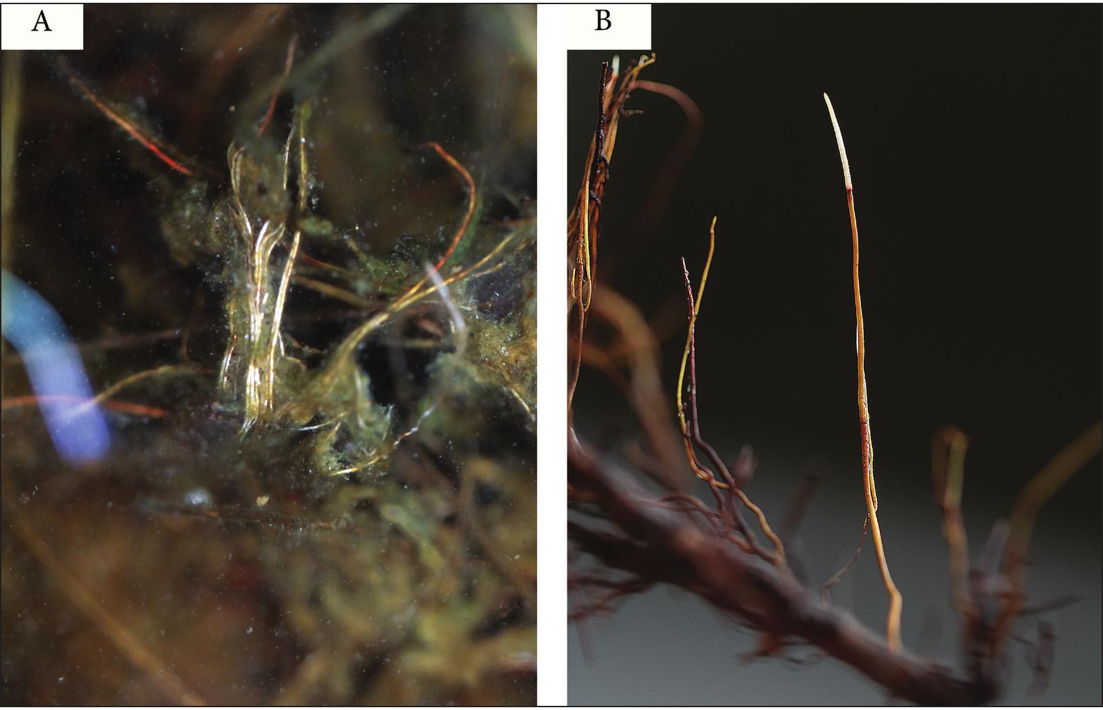 The Complex Root System of Marsh Shrub Peelbark St. Johnswort ...