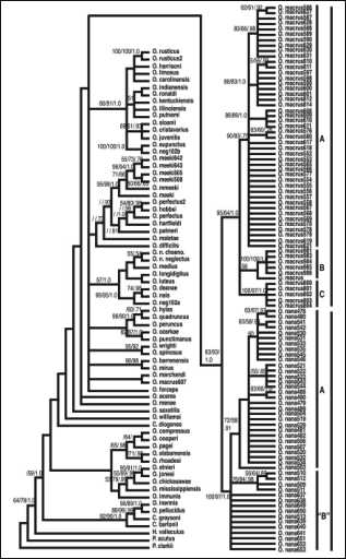 Phylogenetic Estimation Of Species Limits In Dwarf Crayfishes From The Ozarks Orconectes Macrus And Orconectes Nana Decapoda Cambaridae