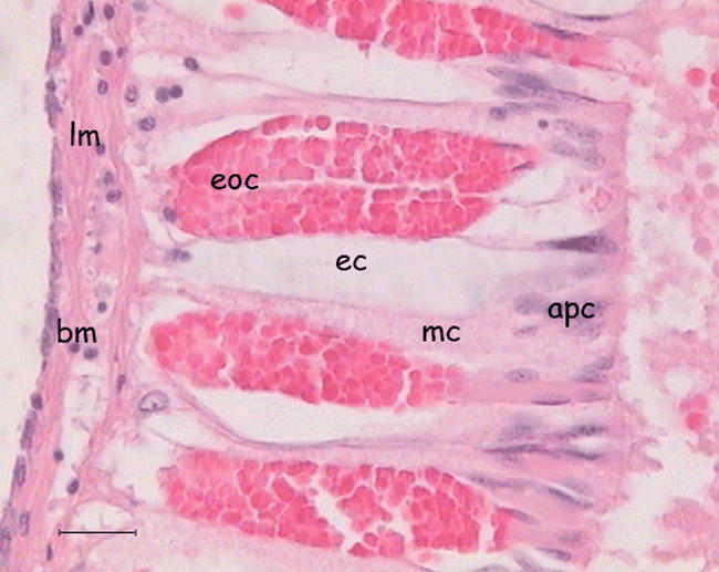 THE HYPOBRANCHIAL GLAND FROM THE PURPLE SNAIL PLICOPURPURA PANSA (GOULD ...