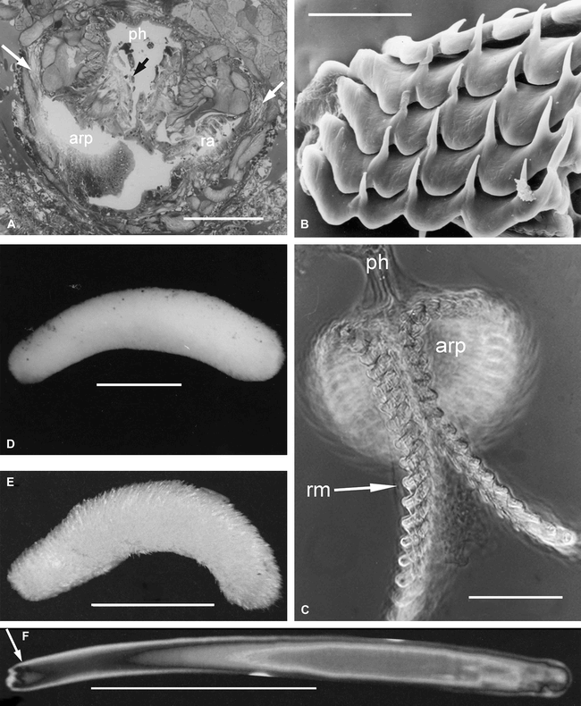 Biogeography, Diversity, And Evolution Through Vicariance Of The ...