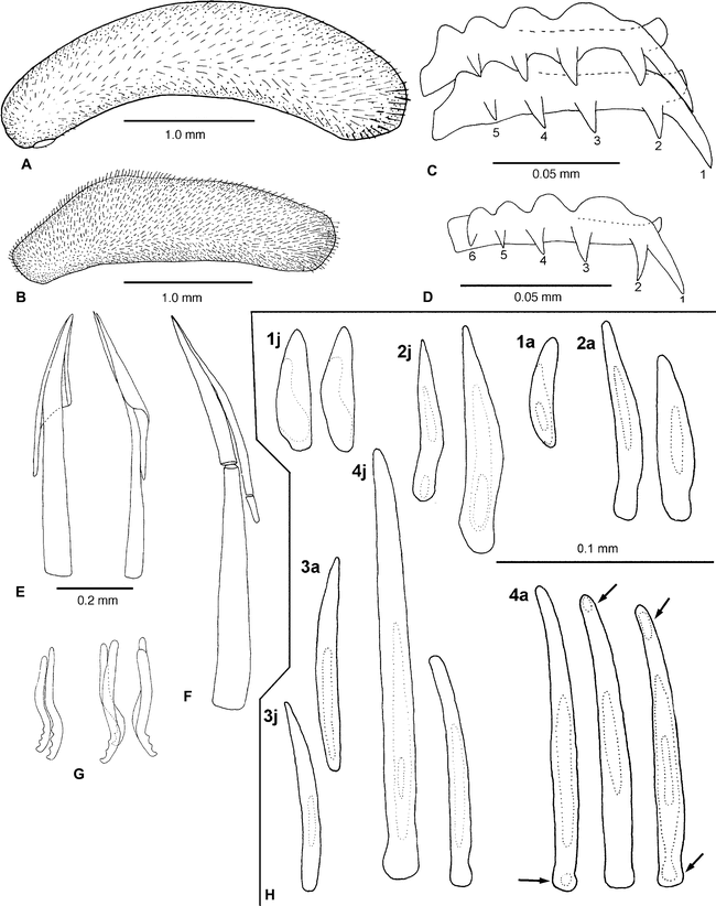 Biogeography, Diversity, And Evolution Through Vicariance Of The ...