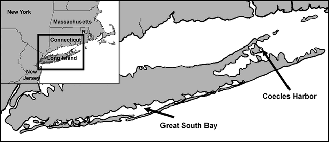 Testing the Accuracy of Morphological Identification of Northern Quahog ...