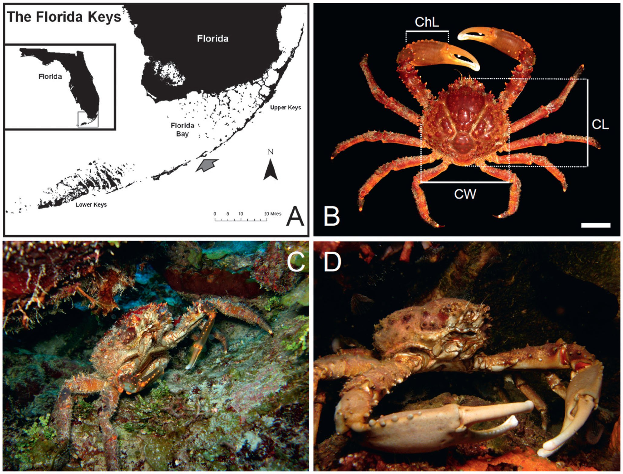 Stone crab sexual dimorphism