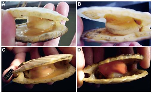 Orange scallop shell -Pecten subnodosus- on black base
