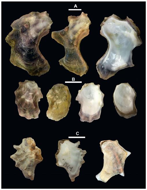 Classification and Taxonomic Revision of Two Oyster Species from Peru ...