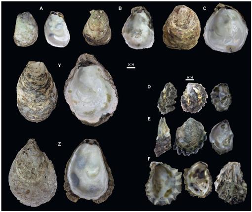 Taxonomic Classification of Three Oyster (Ostreidae) Species from Myanmar